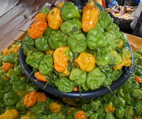 PIMENT BIG SUN (SENT BON) 1KG